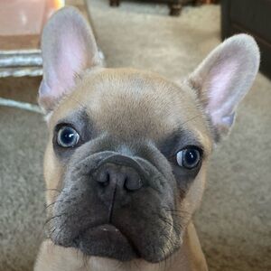 Meet your Posher, Carol